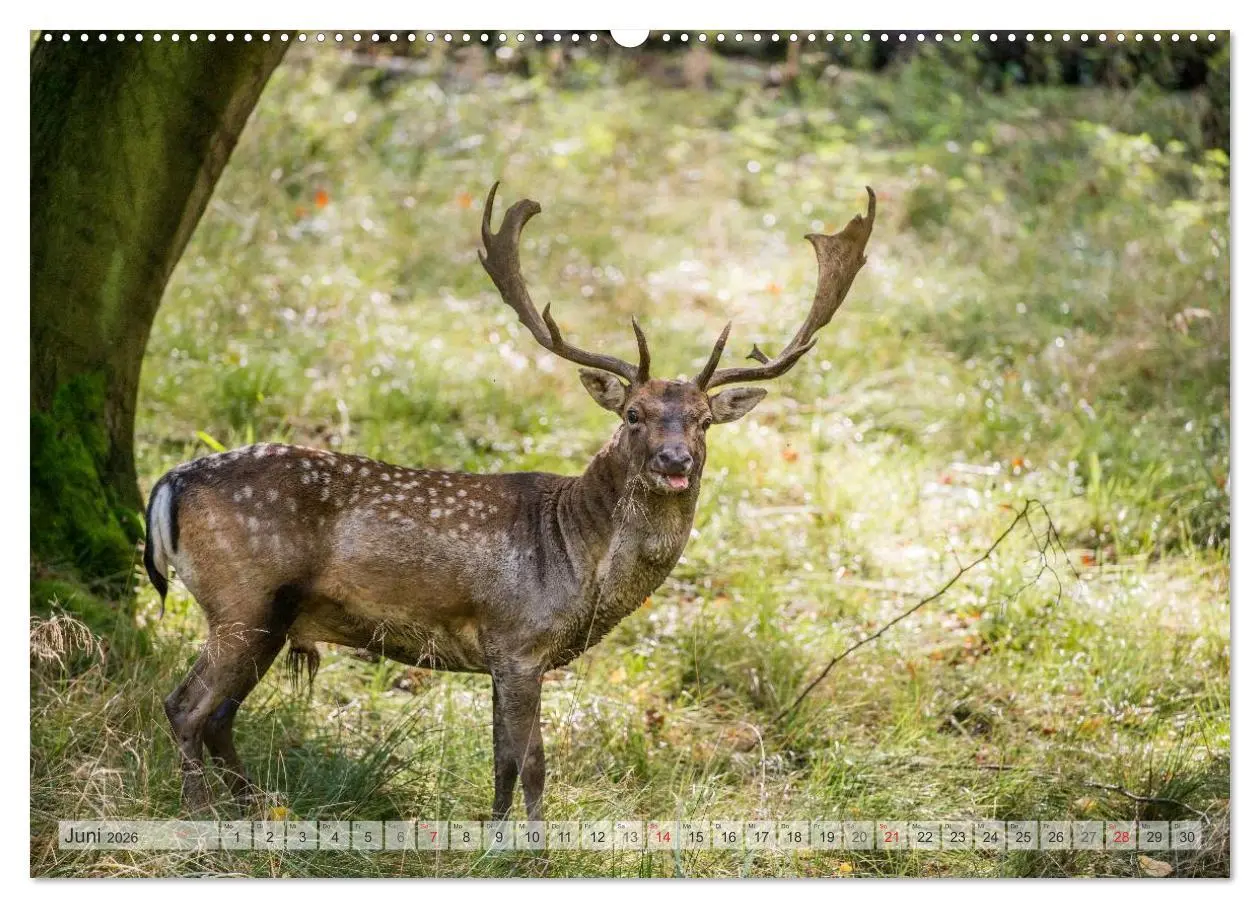 Bild: 9783516065077 | Emotionale Momente: Das Damwild. (hochwertiger Premium Wandkalender...