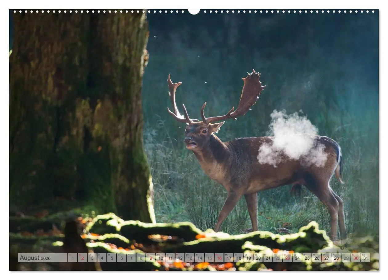 Bild: 9783516065077 | Emotionale Momente: Das Damwild. (hochwertiger Premium Wandkalender...