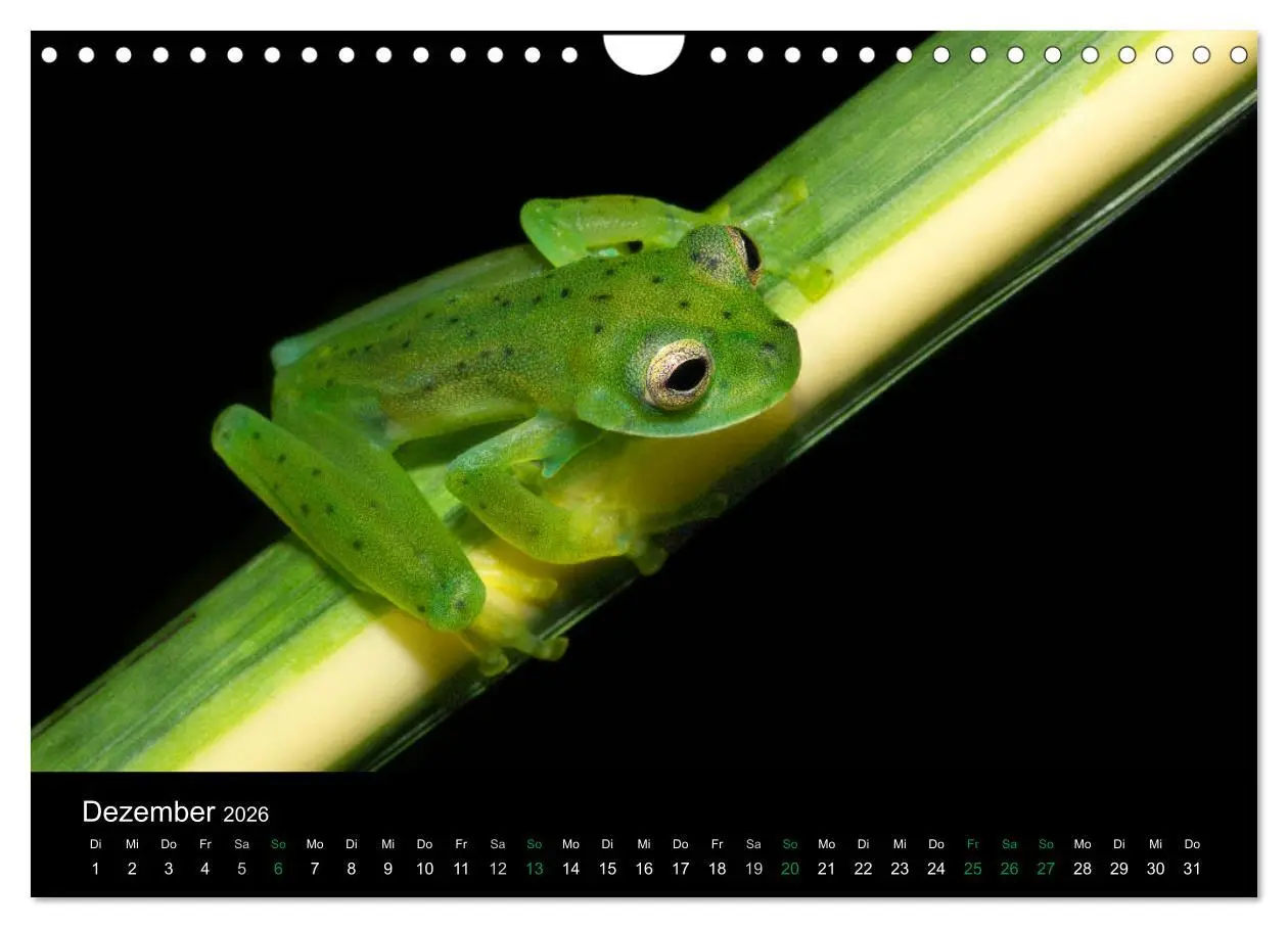 Bild: 9783457965177 | Costa Rica - Faszination Frösche (Wandkalender 2026 DIN A4 quer),...