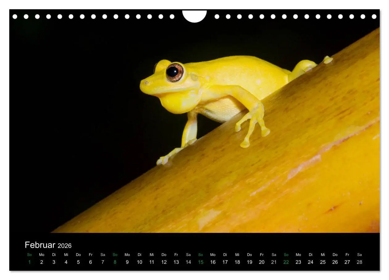 Bild: 9783457965177 | Costa Rica - Faszination Frösche (Wandkalender 2026 DIN A4 quer),...