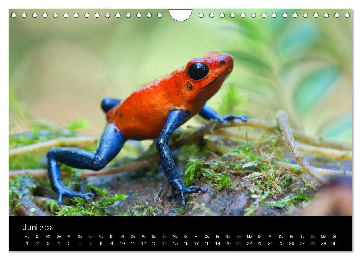 Bild: 9783457965177 | Costa Rica - Faszination Frösche (Wandkalender 2026 DIN A4 quer),...