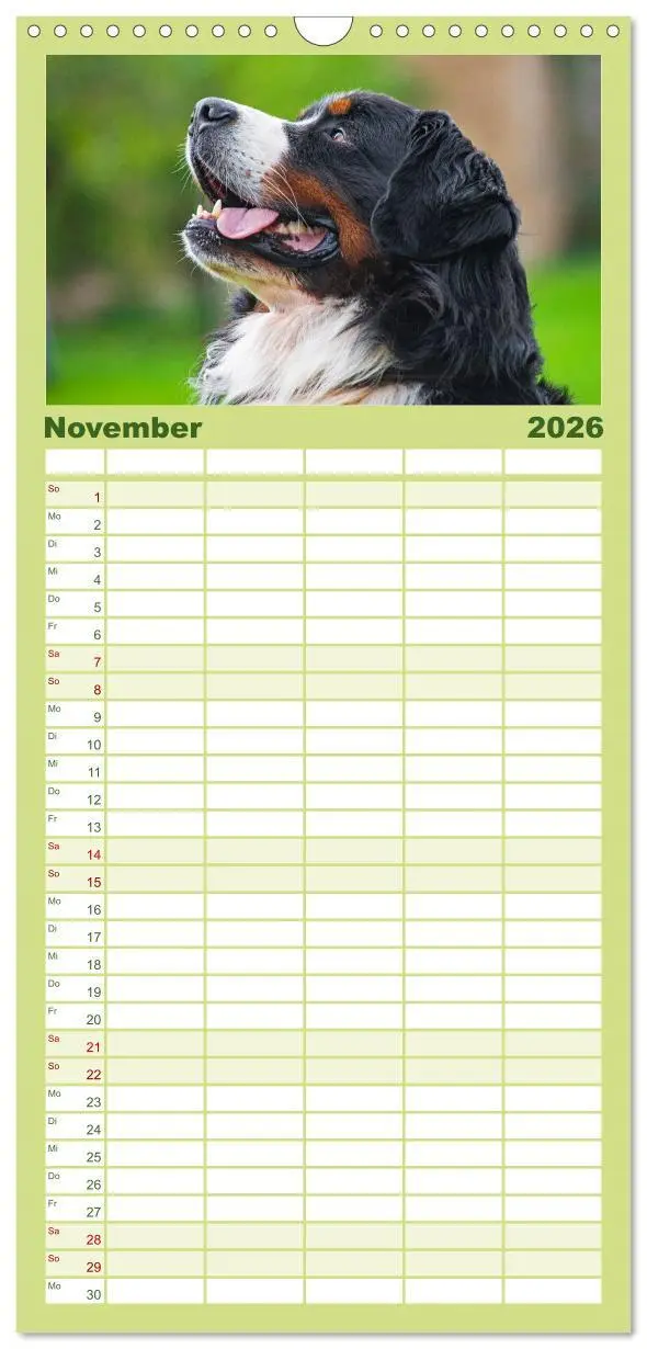 Bild: 9783516505177 | Familienplaner 2026 - Berner Sennenhund - Eine Liebe für´s Leben...