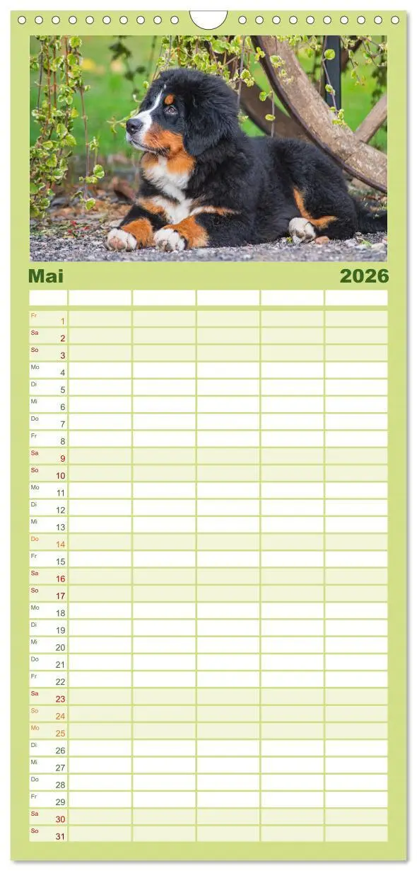 Bild: 9783516505177 | Familienplaner 2026 - Berner Sennenhund - Eine Liebe für´s Leben...