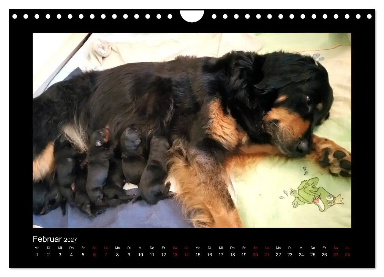Bild: 9783569695177 | Der Hovawart... Dein Freund fürs Leben! (Wandkalender 2027 DIN A4...