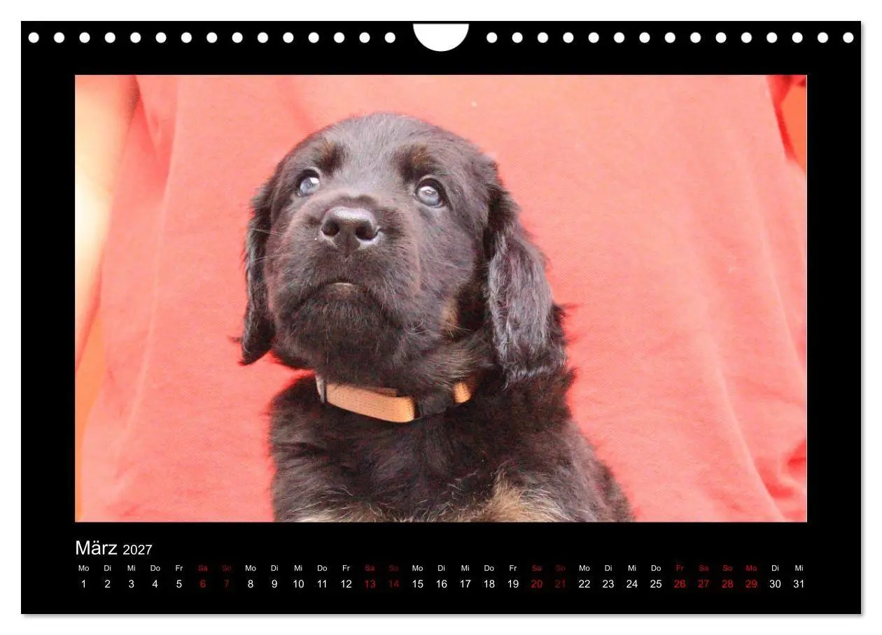 Bild: 9783569695177 | Der Hovawart... Dein Freund fürs Leben! (Wandkalender 2027 DIN A4...