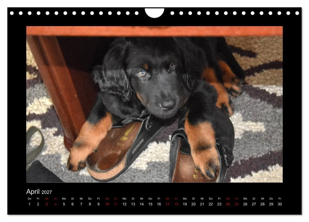 Bild: 9783569695177 | Der Hovawart... Dein Freund fürs Leben! (Wandkalender 2027 DIN A4...