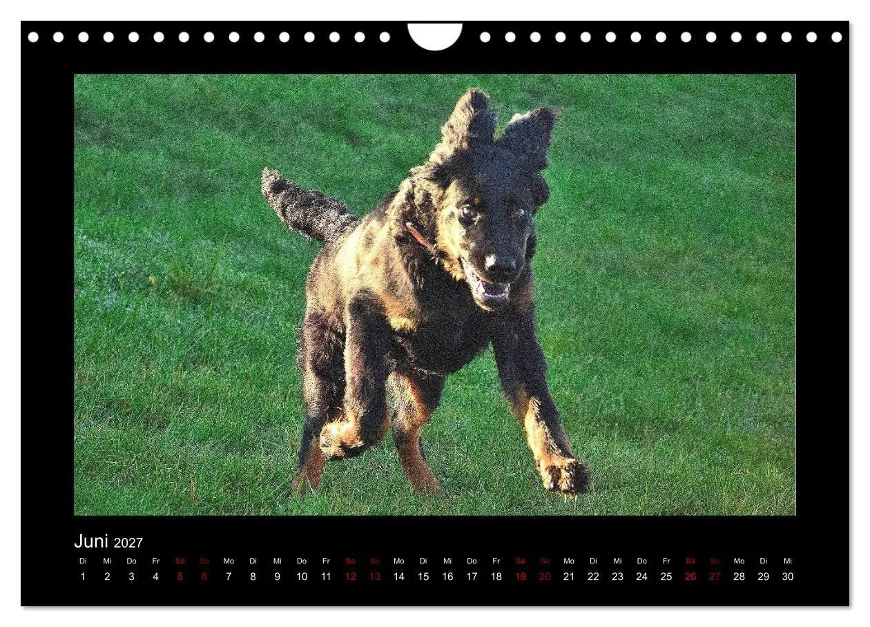 Bild: 9783569695177 | Der Hovawart... Dein Freund fürs Leben! (Wandkalender 2027 DIN A4...