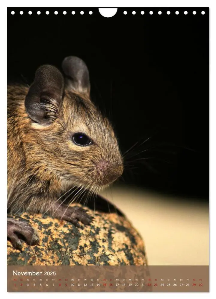 Bild: 9783435865277 | Degus - Winzlinge mit großem Herz (Wandkalender 2025 DIN A4 hoch),...