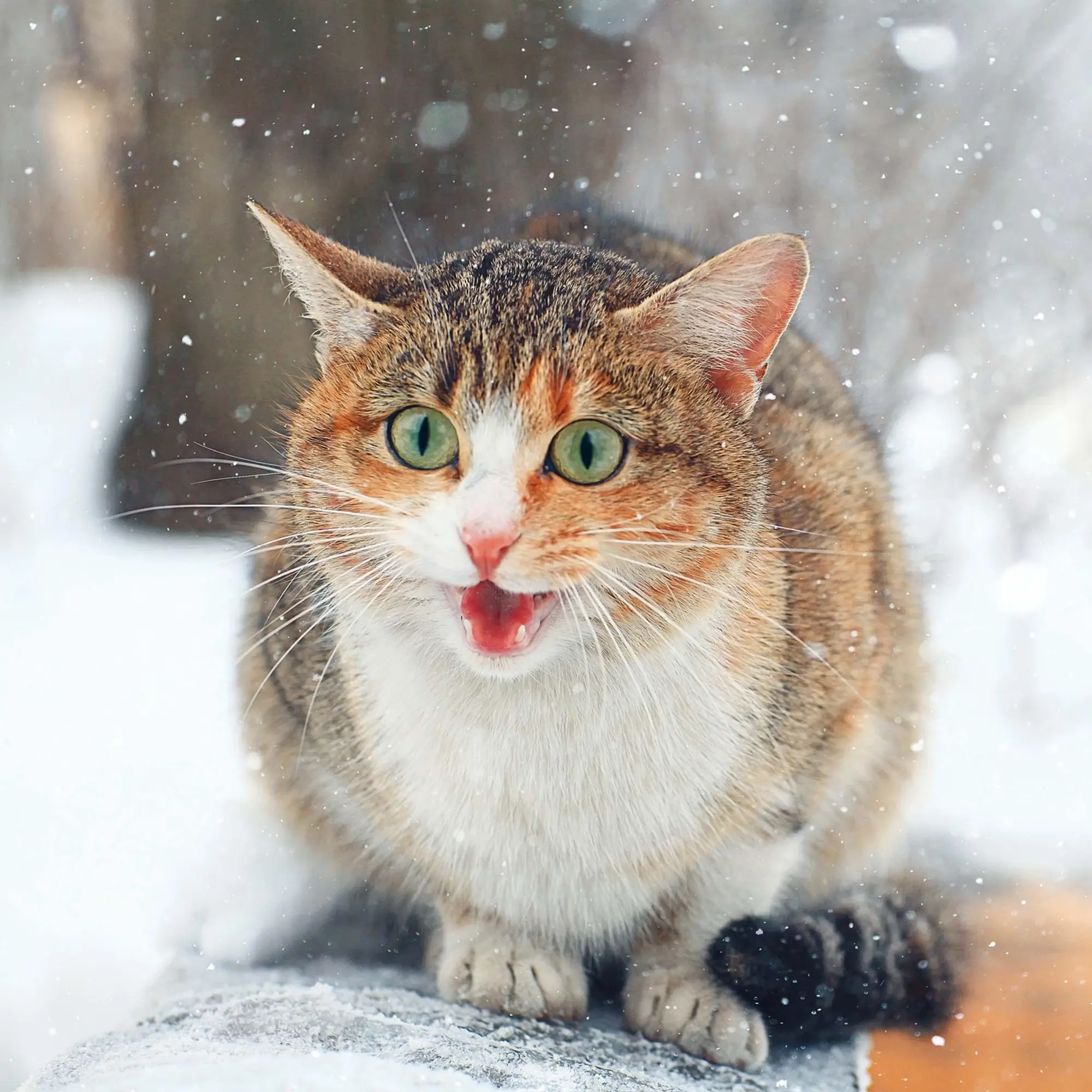 Bild: 9783959295277 | Cool Cats 2026 | Kalender 2026 | Kalender | Wonderful World | 28 S.