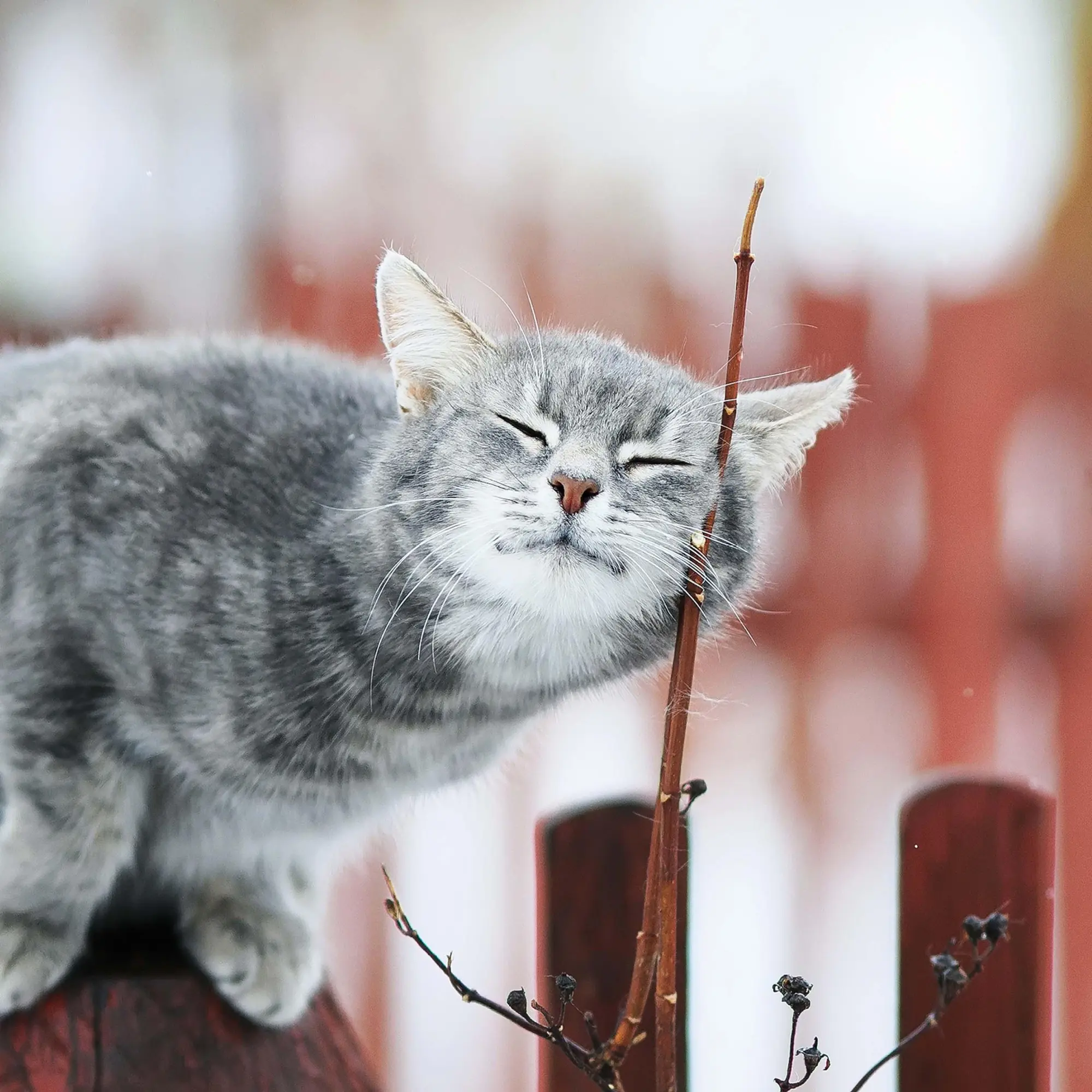 Bild: 9783959295277 | Cool Cats 2026 | Kalender 2026 | Kalender | Wonderful World | 28 S.