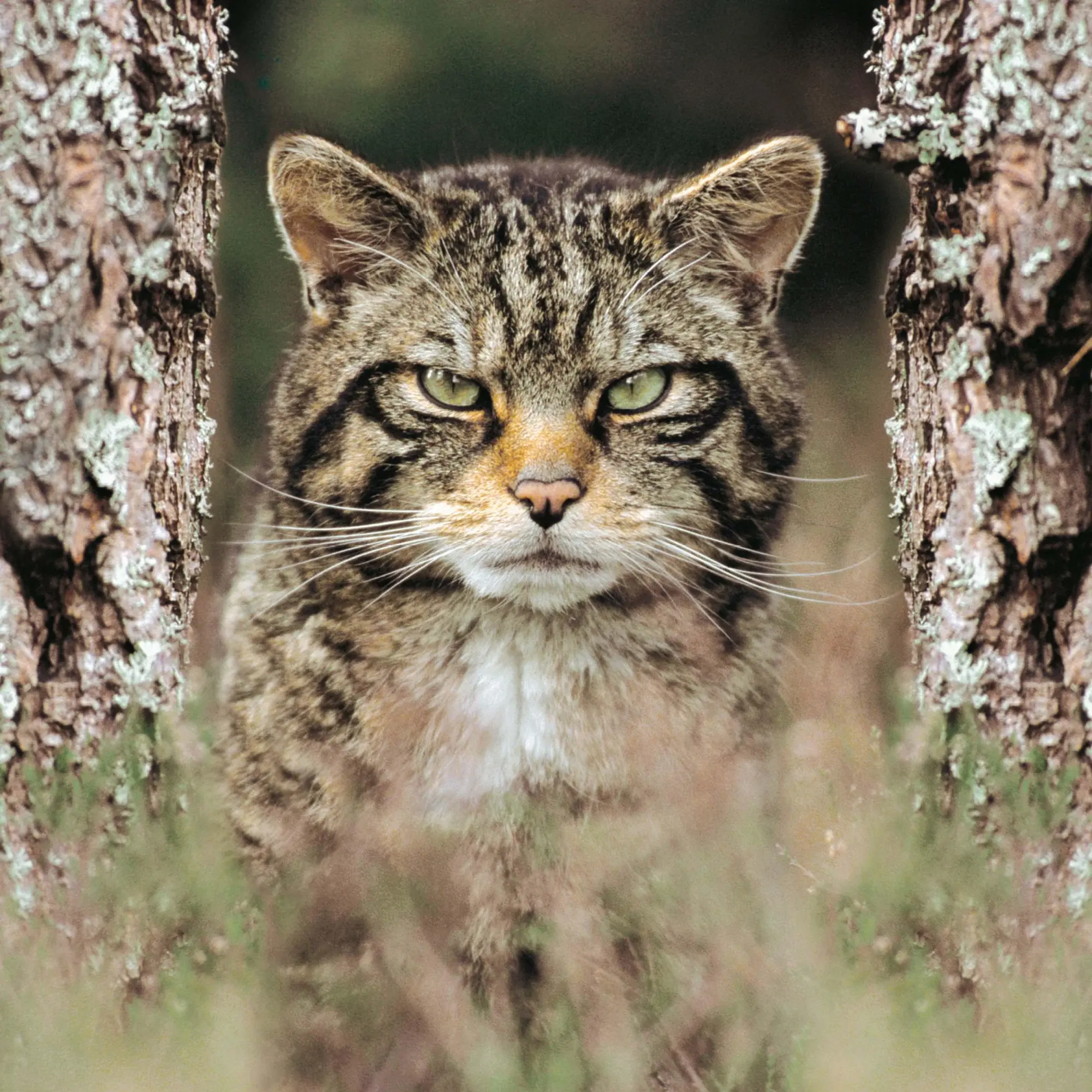 Bild: 9783959295277 | Cool Cats 2026 | Kalender 2026 | Kalender | Wonderful World | 28 S.