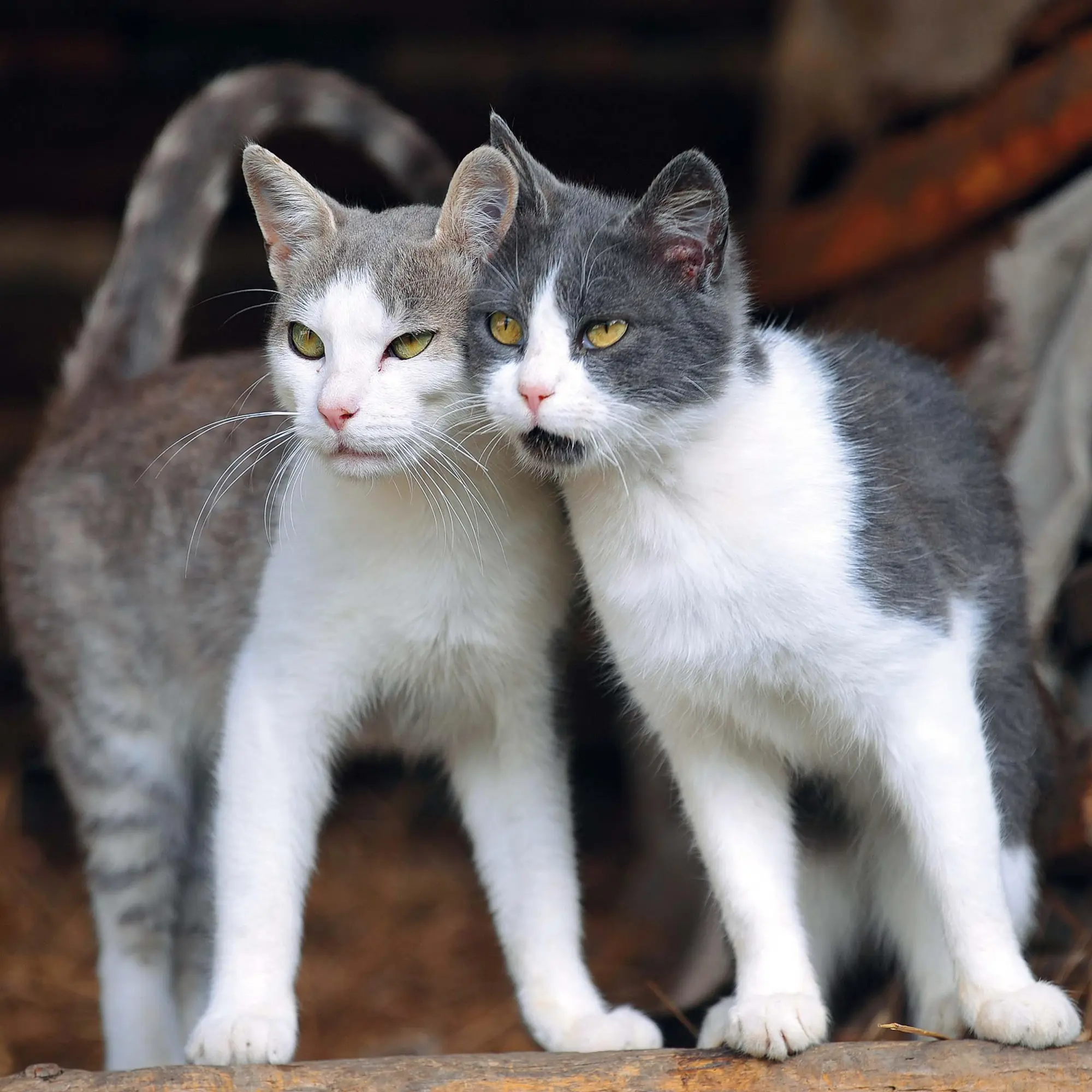 Bild: 9783959295277 | Cool Cats 2026 | Kalender 2026 | Kalender | Wonderful World | 28 S.