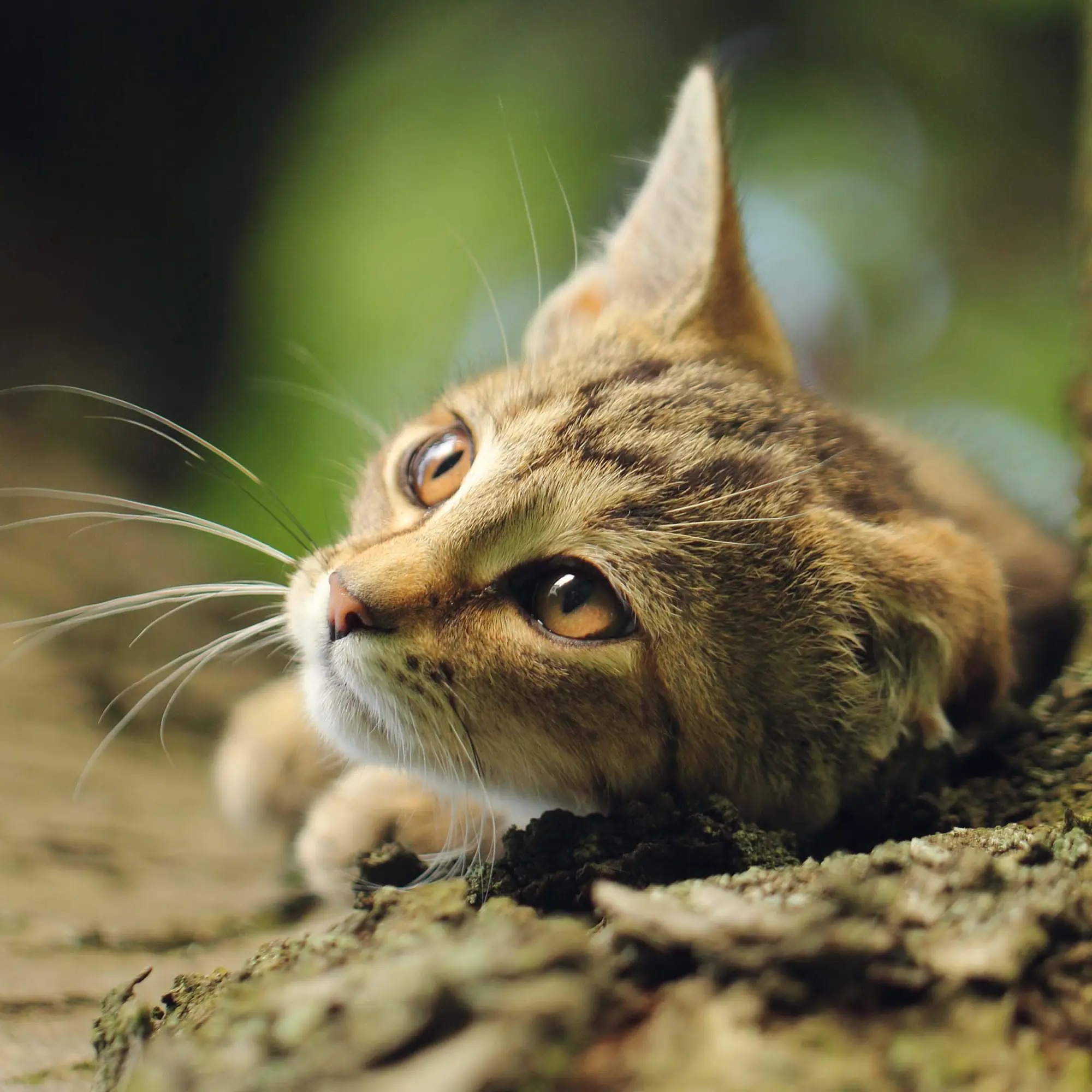 Bild: 9783959295277 | Cool Cats 2026 | Kalender 2026 | Kalender | Wonderful World | 28 S.