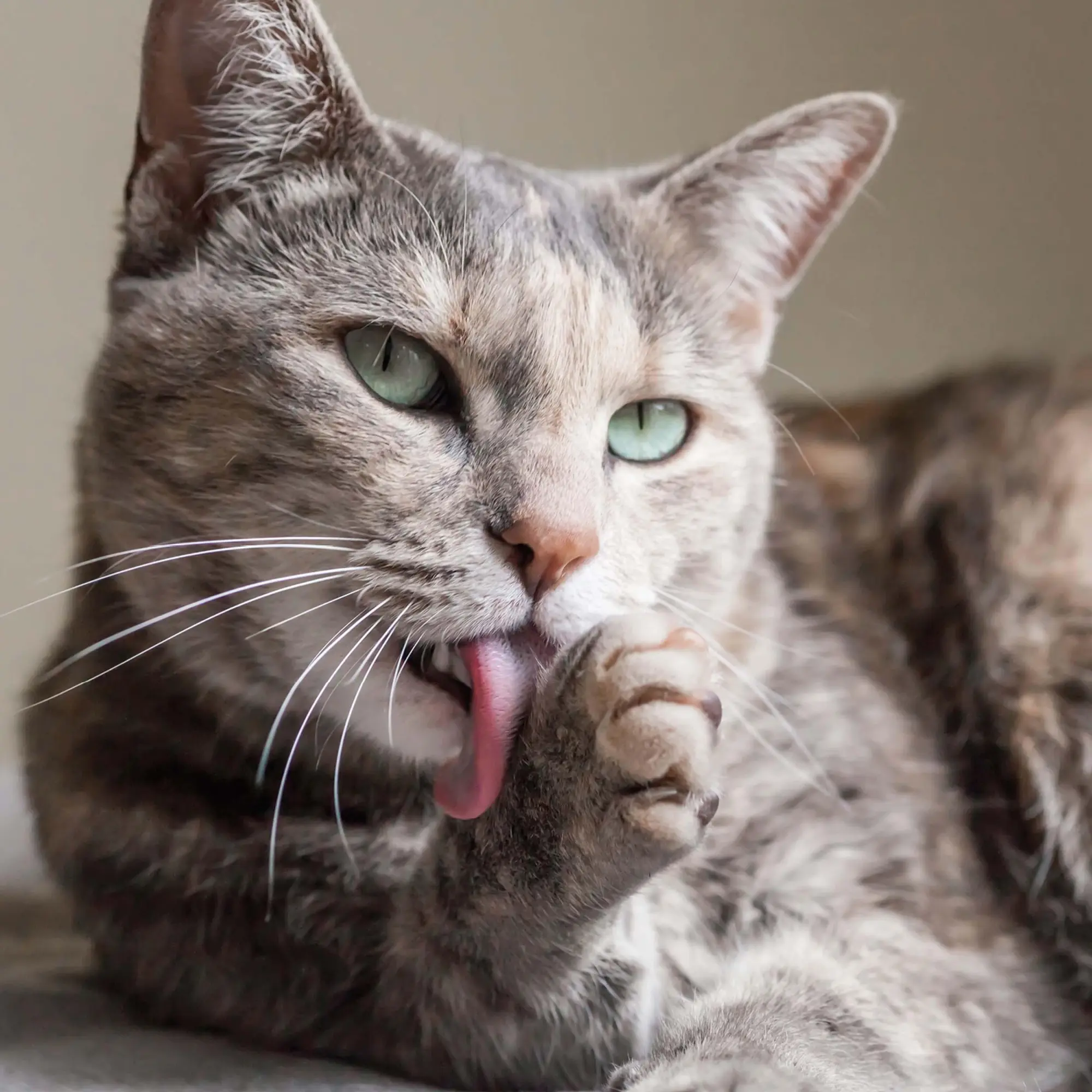 Bild: 9783959295277 | Cool Cats 2026 | Kalender 2026 | Kalender | Wonderful World | 28 S.