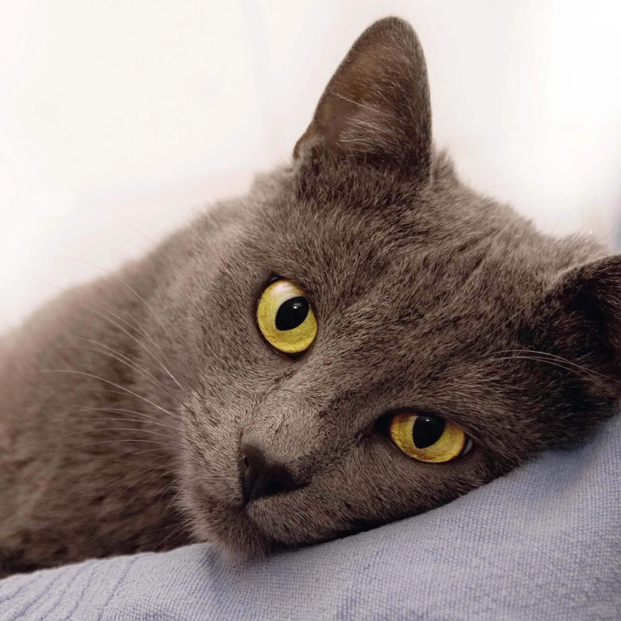 Bild: 9783959295277 | Cool Cats 2026 | Kalender 2026 | Kalender | Wonderful World | 28 S.