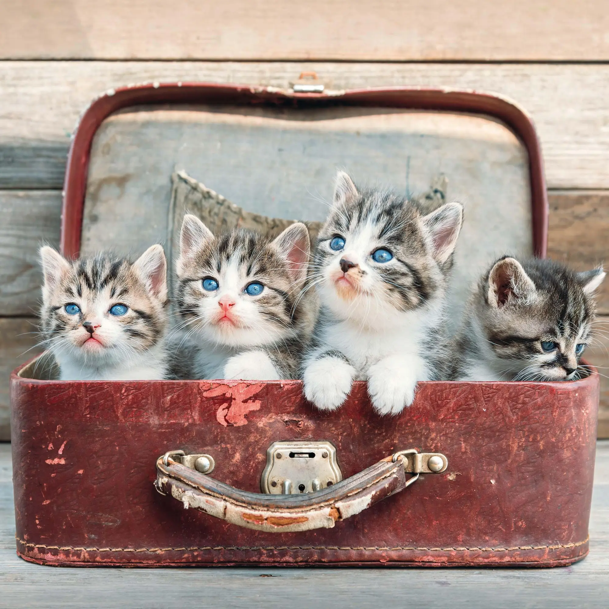 Bild: 9783959295277 | Cool Cats 2026 | Kalender 2026 | Kalender | Wonderful World | 28 S.