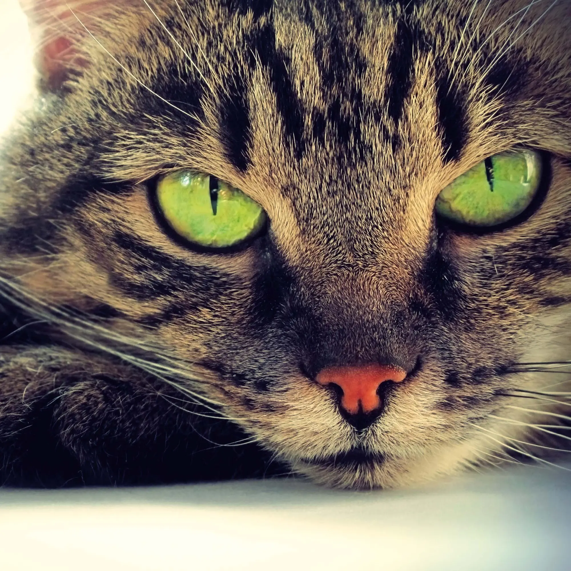 Bild: 9783959295277 | Cool Cats 2026 | Kalender 2026 | Kalender | Wonderful World | 28 S.