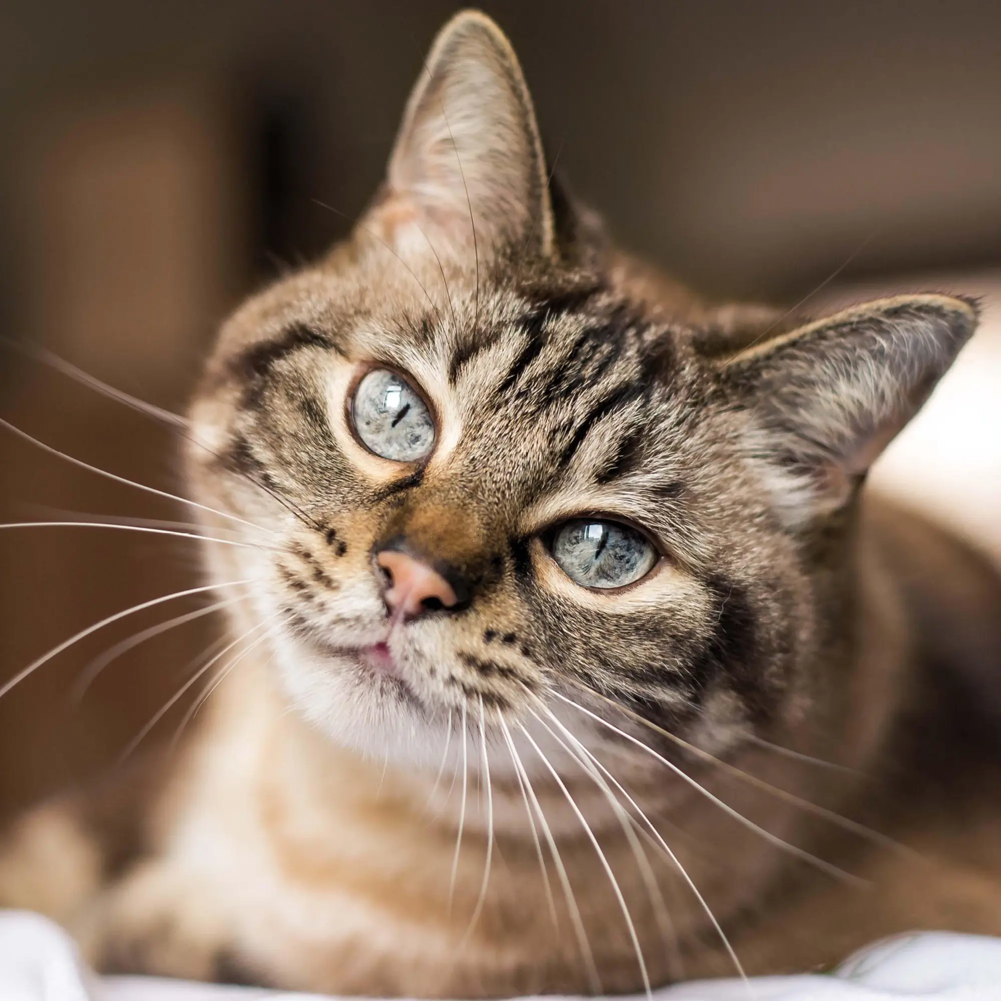 Bild: 9783959295277 | Cool Cats 2026 | Kalender 2026 | Kalender | Wonderful World | 28 S.