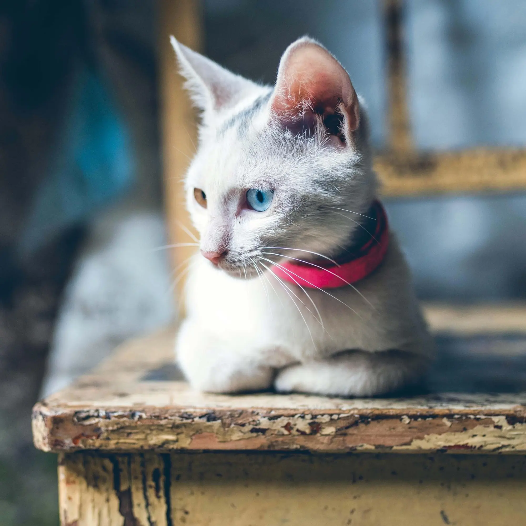 Bild: 9783959295277 | Cool Cats 2026 | Kalender 2026 | Kalender | Wonderful World | 28 S.