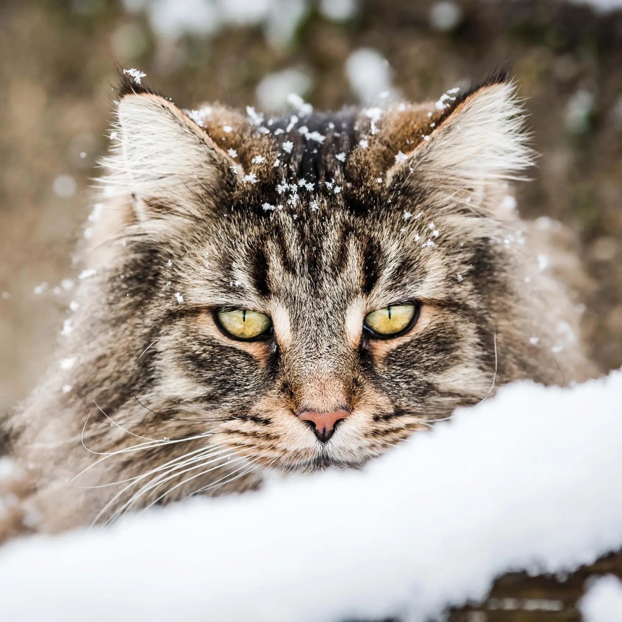 Bild: 9783959295277 | Cool Cats 2026 | Kalender 2026 | Kalender | Wonderful World | 28 S.
