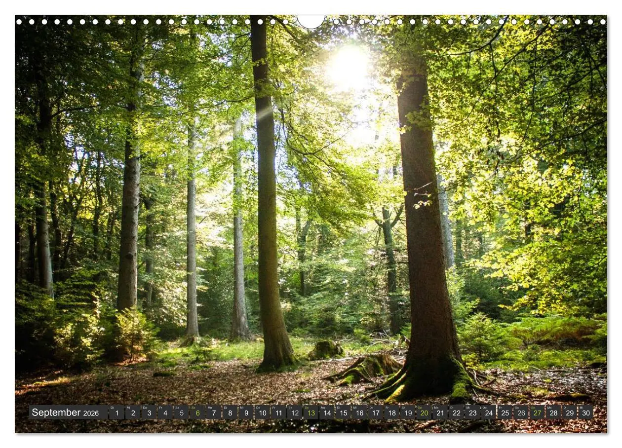 Bild: 9783516035377 | Unterwegs im Hunsrück (Wandkalender 2026 DIN A3 quer), CALVENDO...