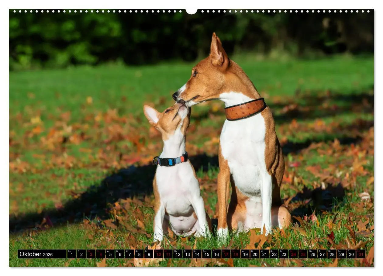 Bild: 9783457555477 | Liebenswerte Basenjis (Wandkalender 2026 DIN A2 quer), CALVENDO...