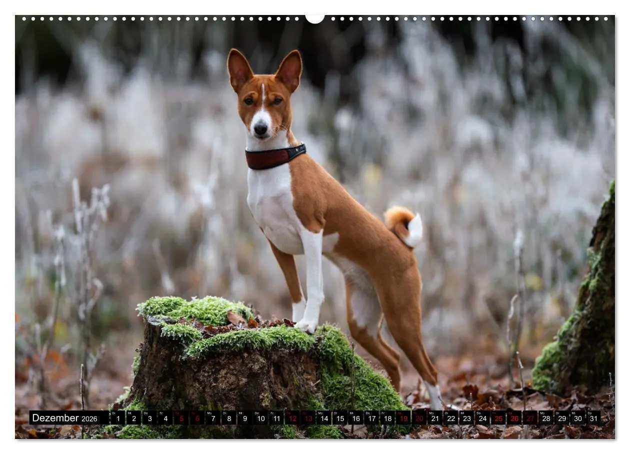 Bild: 9783457555477 | Liebenswerte Basenjis (Wandkalender 2026 DIN A2 quer), CALVENDO...