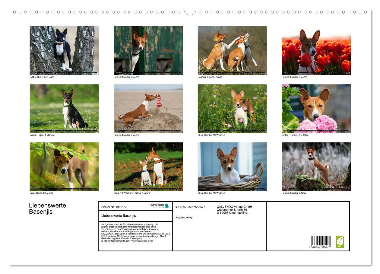Bild: 9783457555477 | Liebenswerte Basenjis (Wandkalender 2026 DIN A2 quer), CALVENDO...