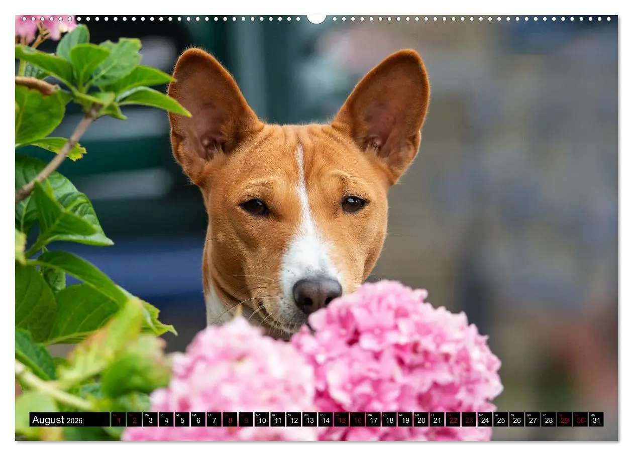 Bild: 9783457555477 | Liebenswerte Basenjis (Wandkalender 2026 DIN A2 quer), CALVENDO...