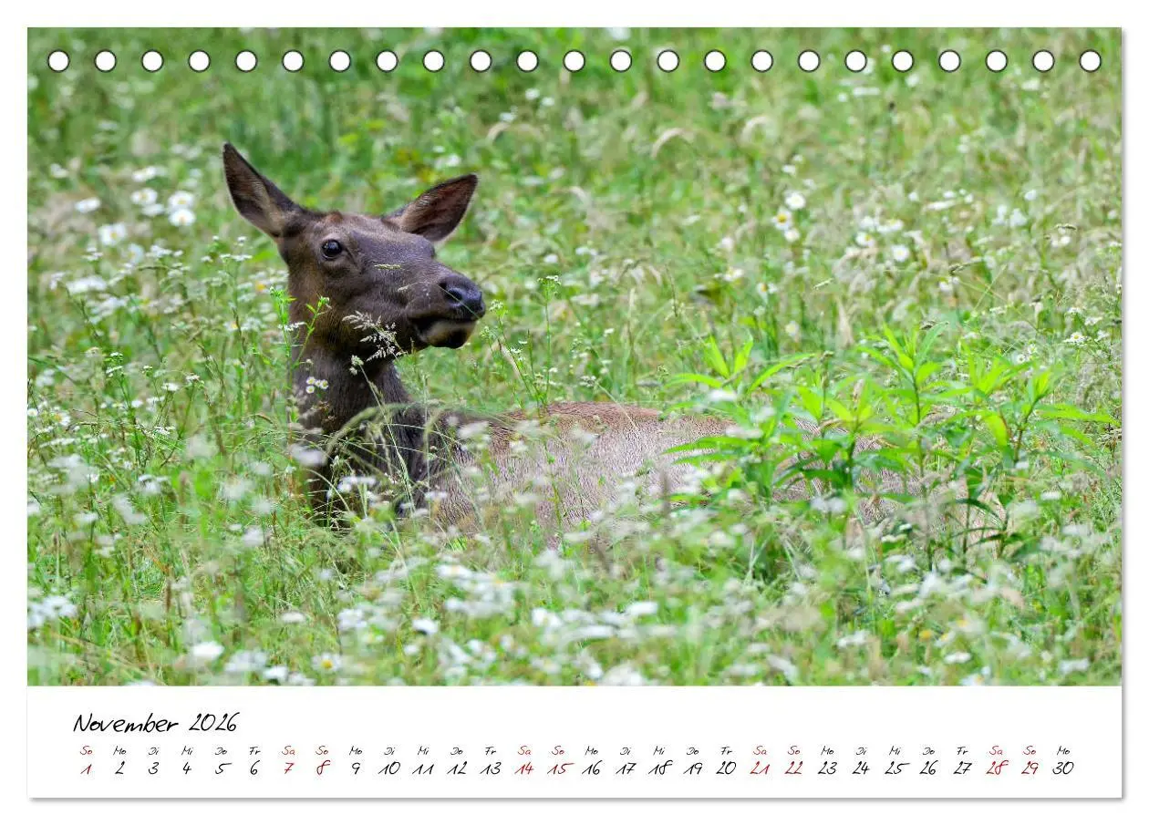 Bild: 9783457925577 | USA Ostküste Ein Road Trip (Tischkalender 2026 DIN A5 quer),...