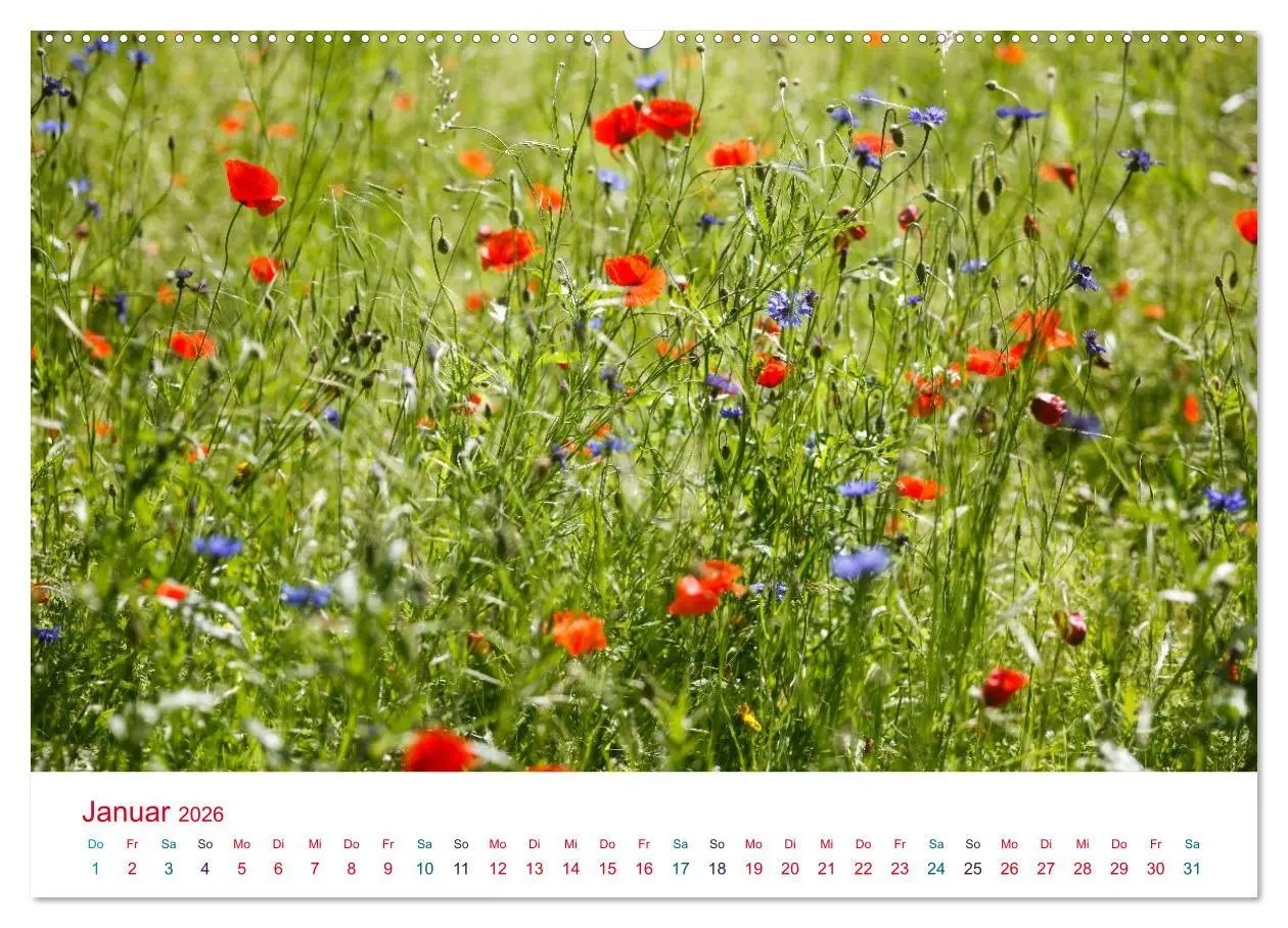 Bild: 9783516185577 | Mohnblumen (Wandkalender 2026 DIN A2 quer), CALVENDO Monatskalender