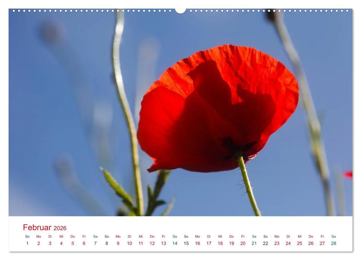 Bild: 9783516185577 | Mohnblumen (Wandkalender 2026 DIN A2 quer), CALVENDO Monatskalender