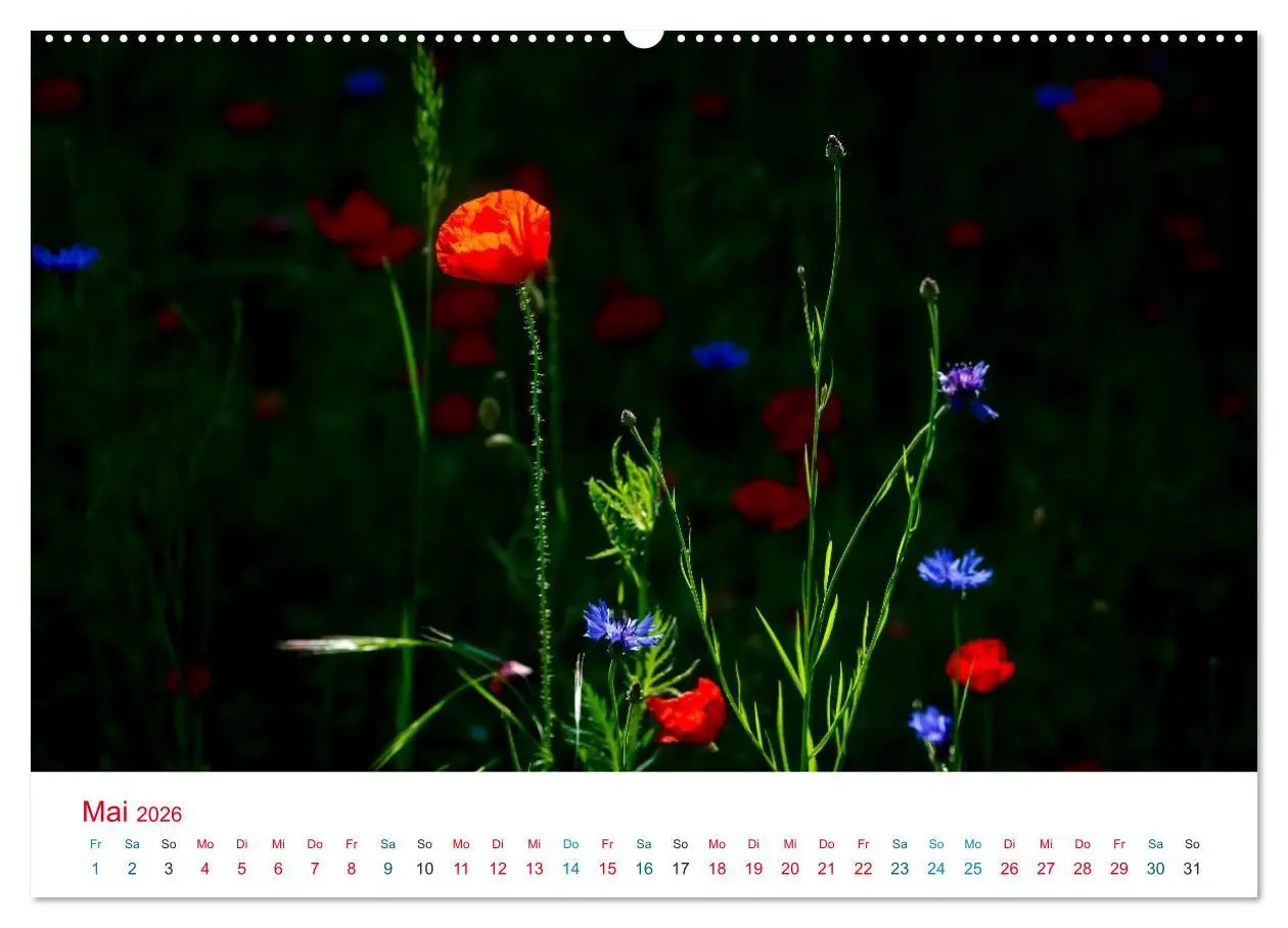 Bild: 9783516185577 | Mohnblumen (Wandkalender 2026 DIN A2 quer), CALVENDO Monatskalender