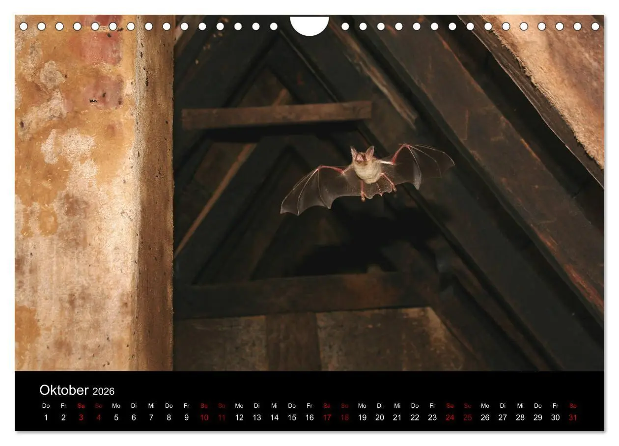 Bild: 9783457845677 | Fledermäuse - Jäger der Nacht (Wandkalender 2026 DIN A4 quer),...
