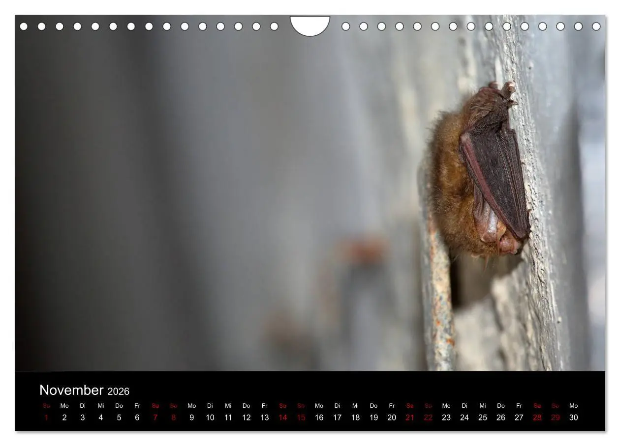 Bild: 9783457845677 | Fledermäuse - Jäger der Nacht (Wandkalender 2026 DIN A4 quer),...
