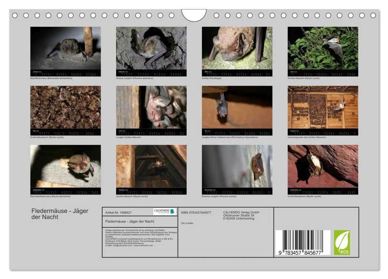 Bild: 9783457845677 | Fledermäuse - Jäger der Nacht (Wandkalender 2026 DIN A4 quer),...