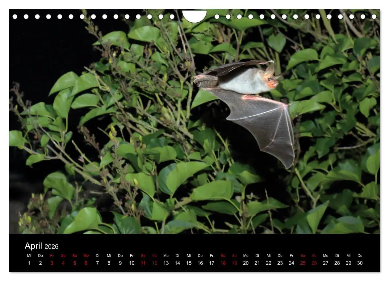 Bild: 9783457845677 | Fledermäuse - Jäger der Nacht (Wandkalender 2026 DIN A4 quer),...
