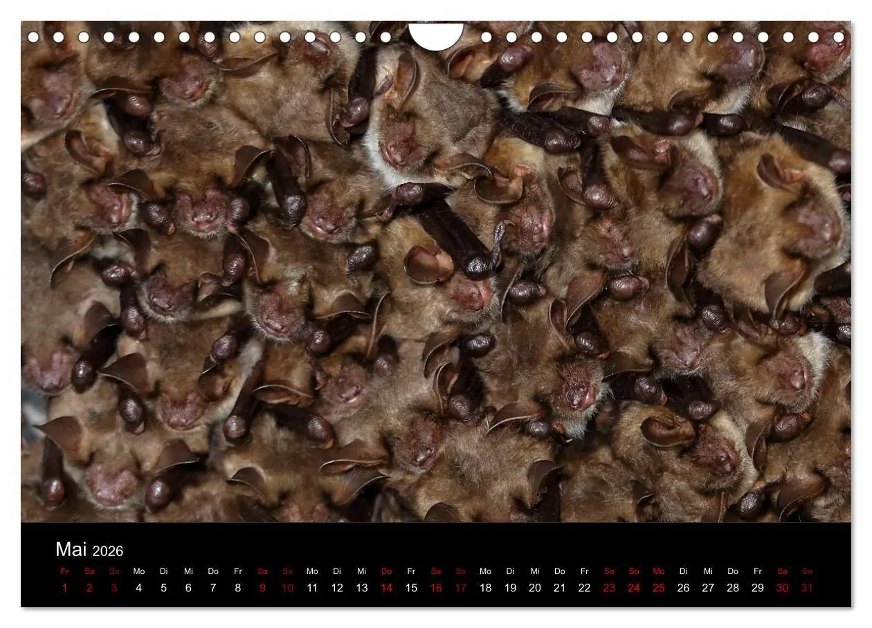 Bild: 9783457845677 | Fledermäuse - Jäger der Nacht (Wandkalender 2026 DIN A4 quer),...