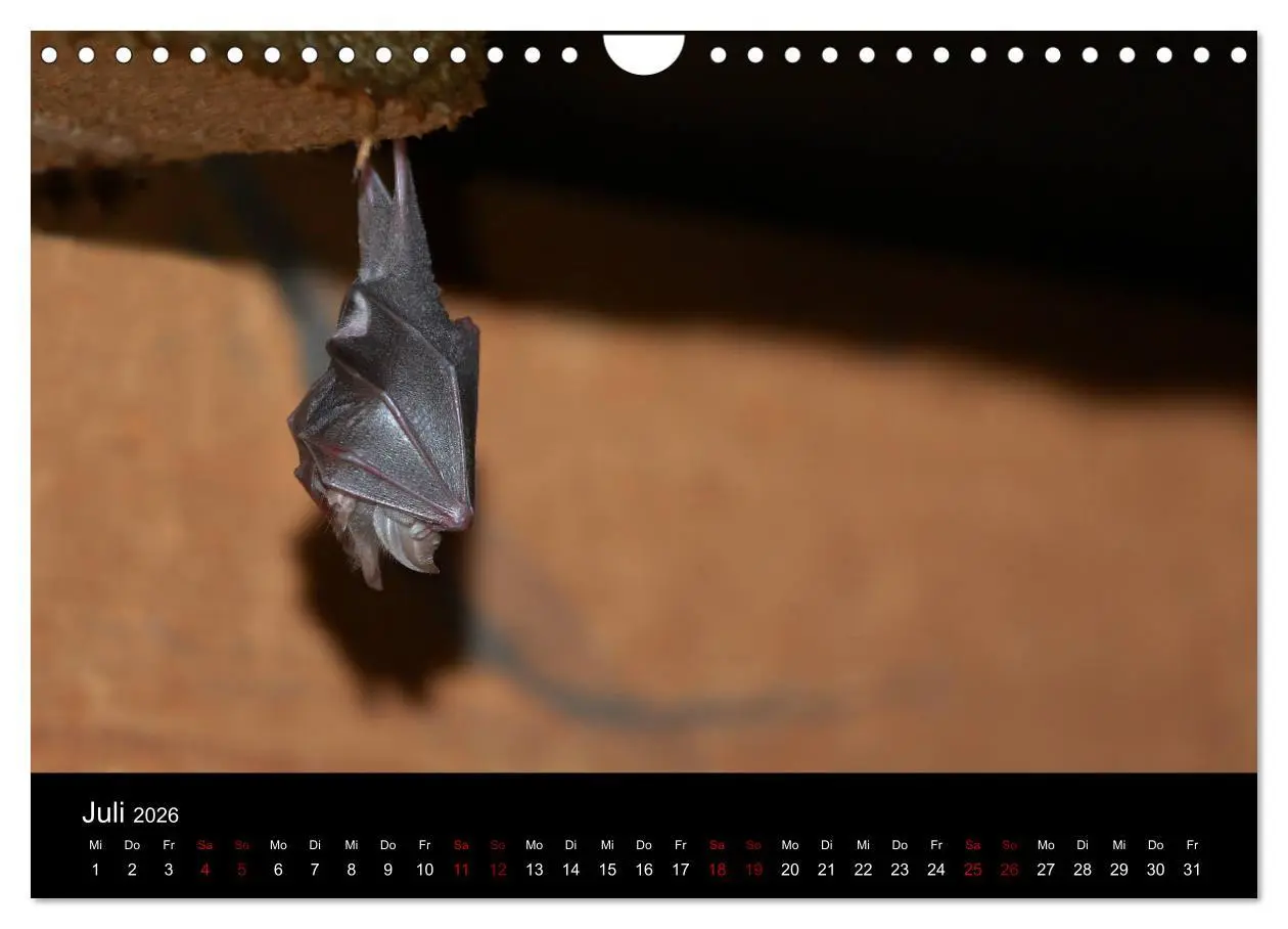 Bild: 9783457845677 | Fledermäuse - Jäger der Nacht (Wandkalender 2026 DIN A4 quer),...