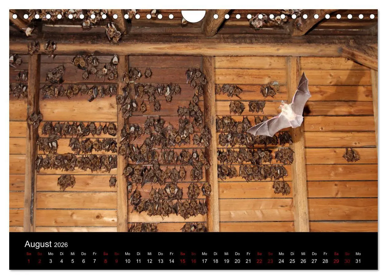 Bild: 9783457845677 | Fledermäuse - Jäger der Nacht (Wandkalender 2026 DIN A4 quer),...
