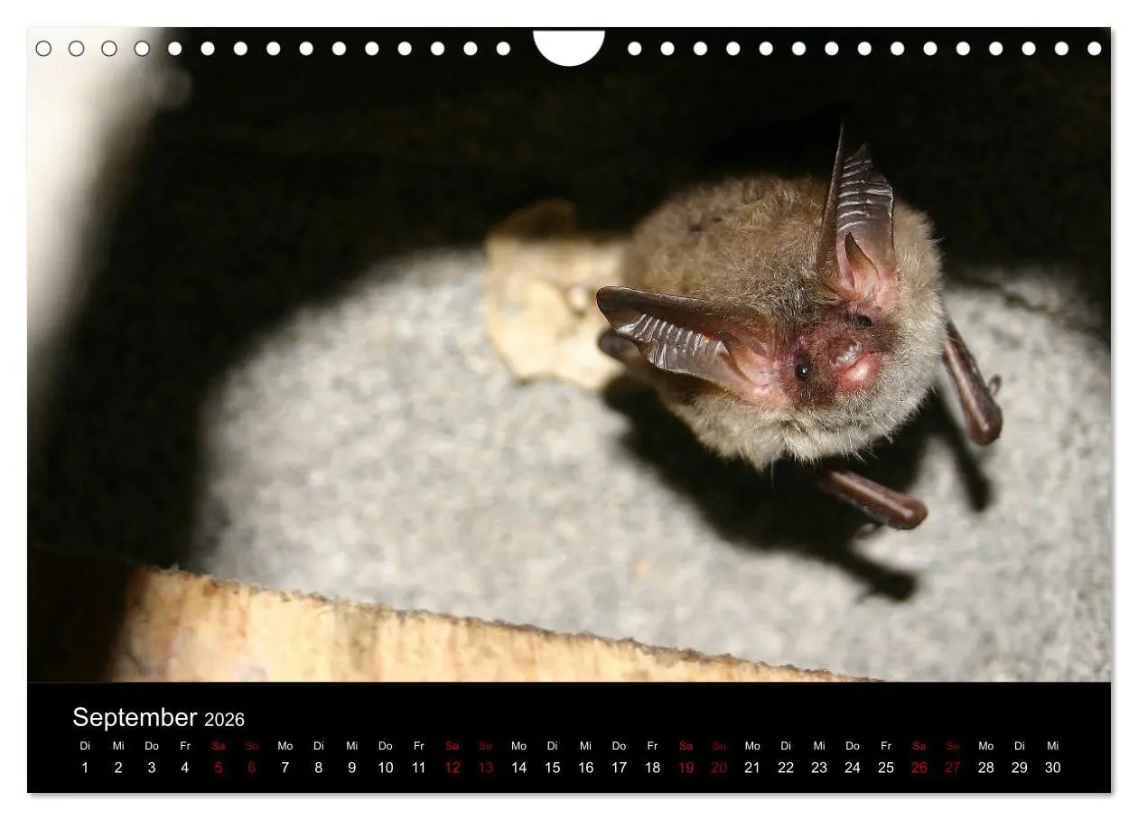 Bild: 9783457845677 | Fledermäuse - Jäger der Nacht (Wandkalender 2026 DIN A4 quer),...