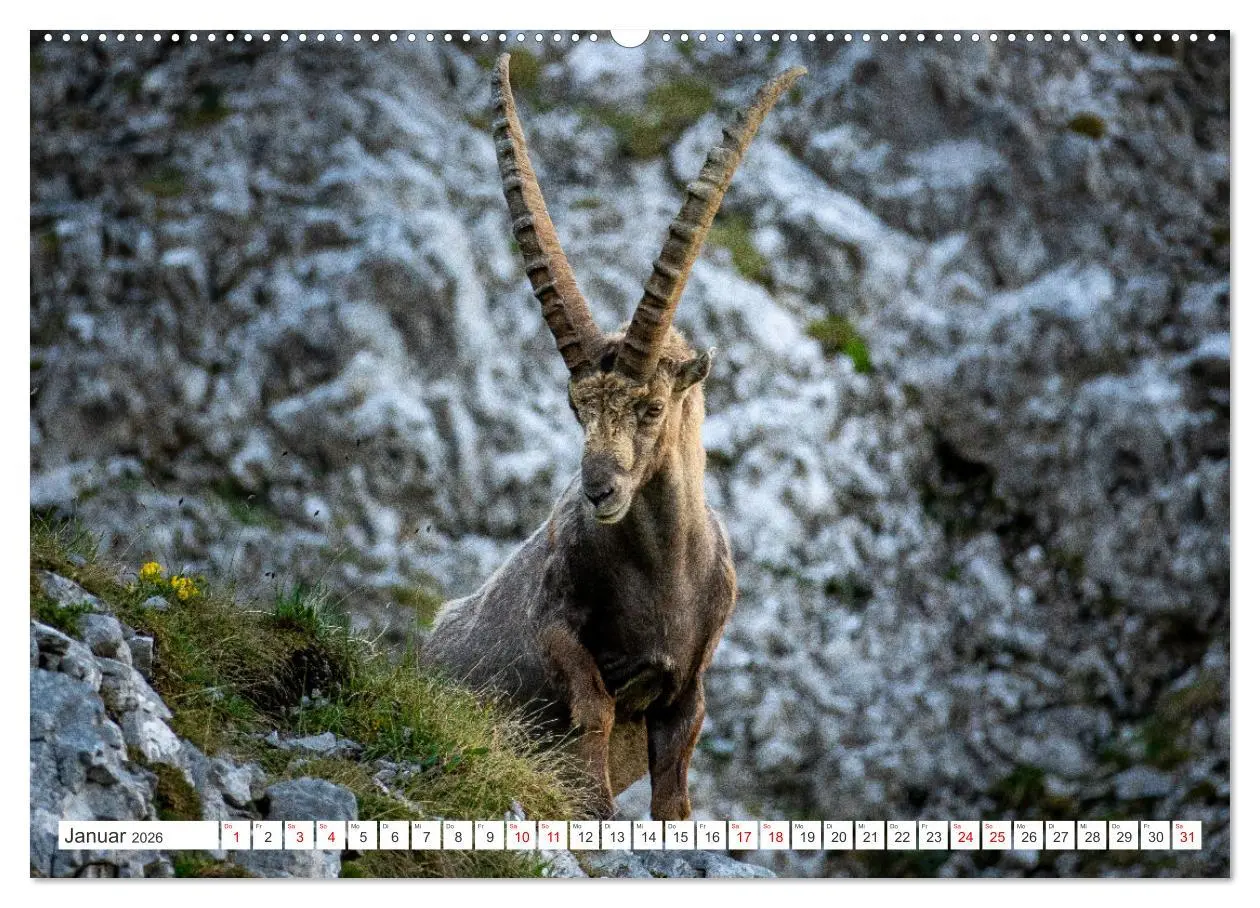 Bild: 9783457476277 | Steinböcke - Majestätische Tiere der Alpen (hochwertiger Premium...