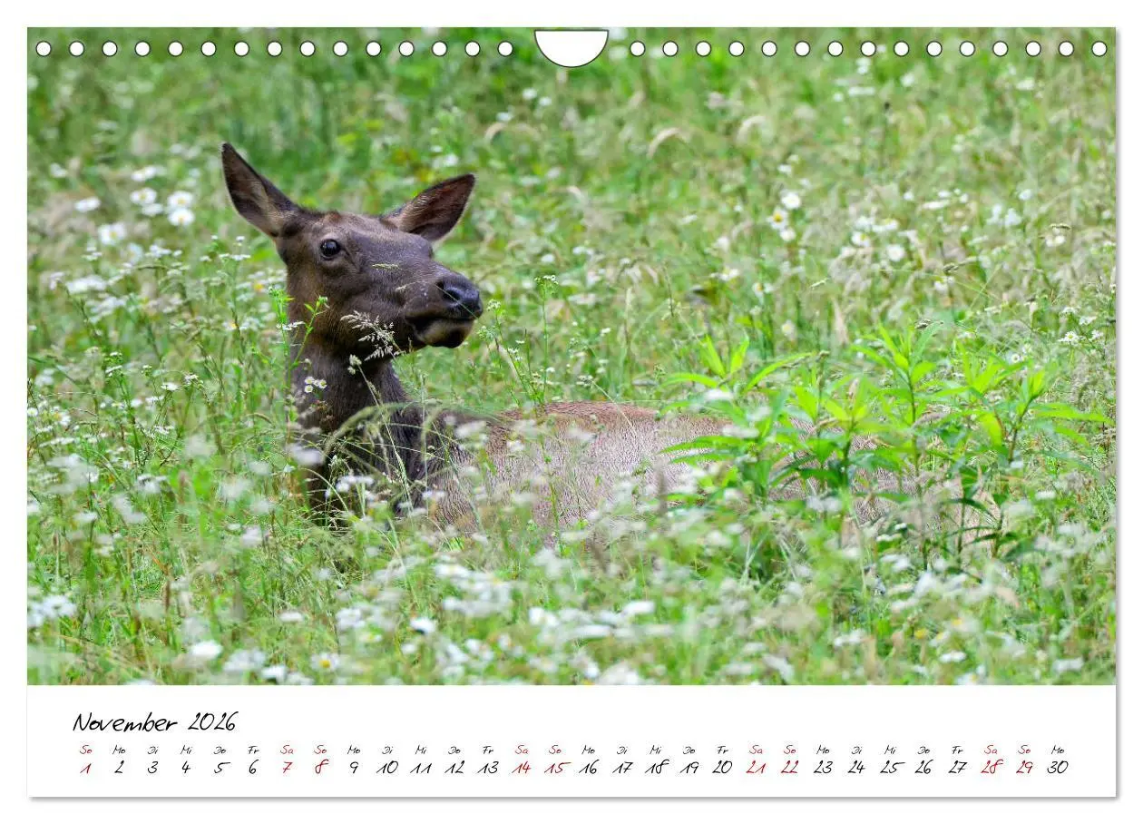 Bild: 9783457926277 | USA Ostküste Ein Road Trip (Wandkalender 2026 DIN A4 quer),...