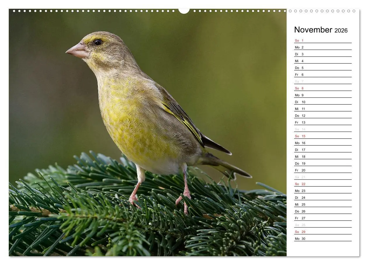 Bild: 9783516006377 | Unsere heimischen Gartenvögel (Wandkalender 2026 DIN A2 quer),...