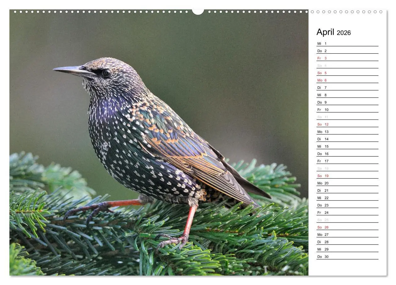 Bild: 9783516006377 | Unsere heimischen Gartenvögel (Wandkalender 2026 DIN A2 quer),...