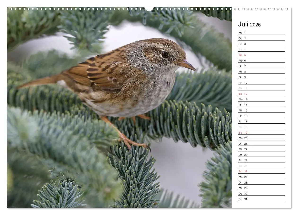 Bild: 9783516006377 | Unsere heimischen Gartenvögel (Wandkalender 2026 DIN A2 quer),...