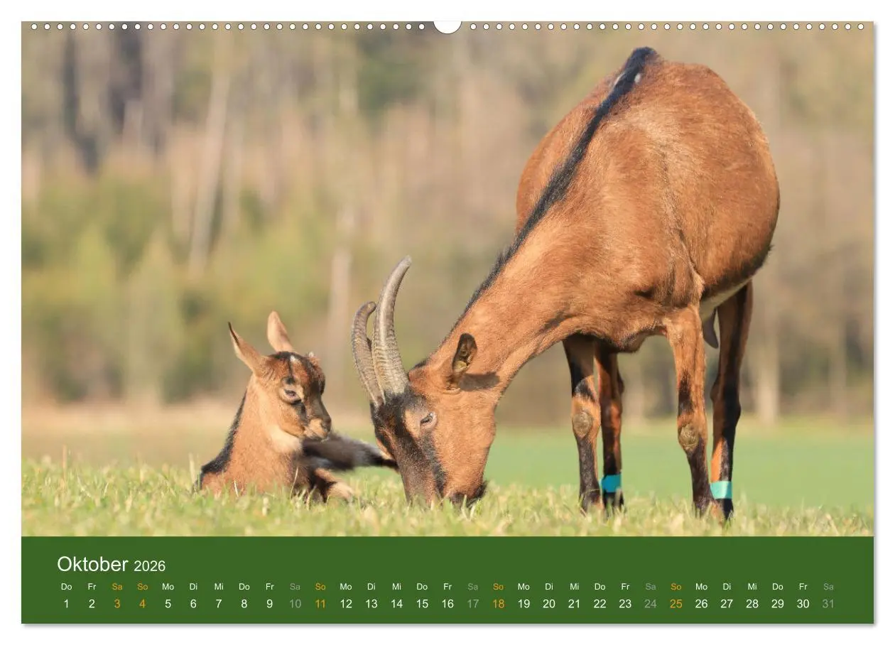 Bild: 9783457456477 | Mit Ziegen ist immer was los! (hochwertiger Premium Wandkalender...