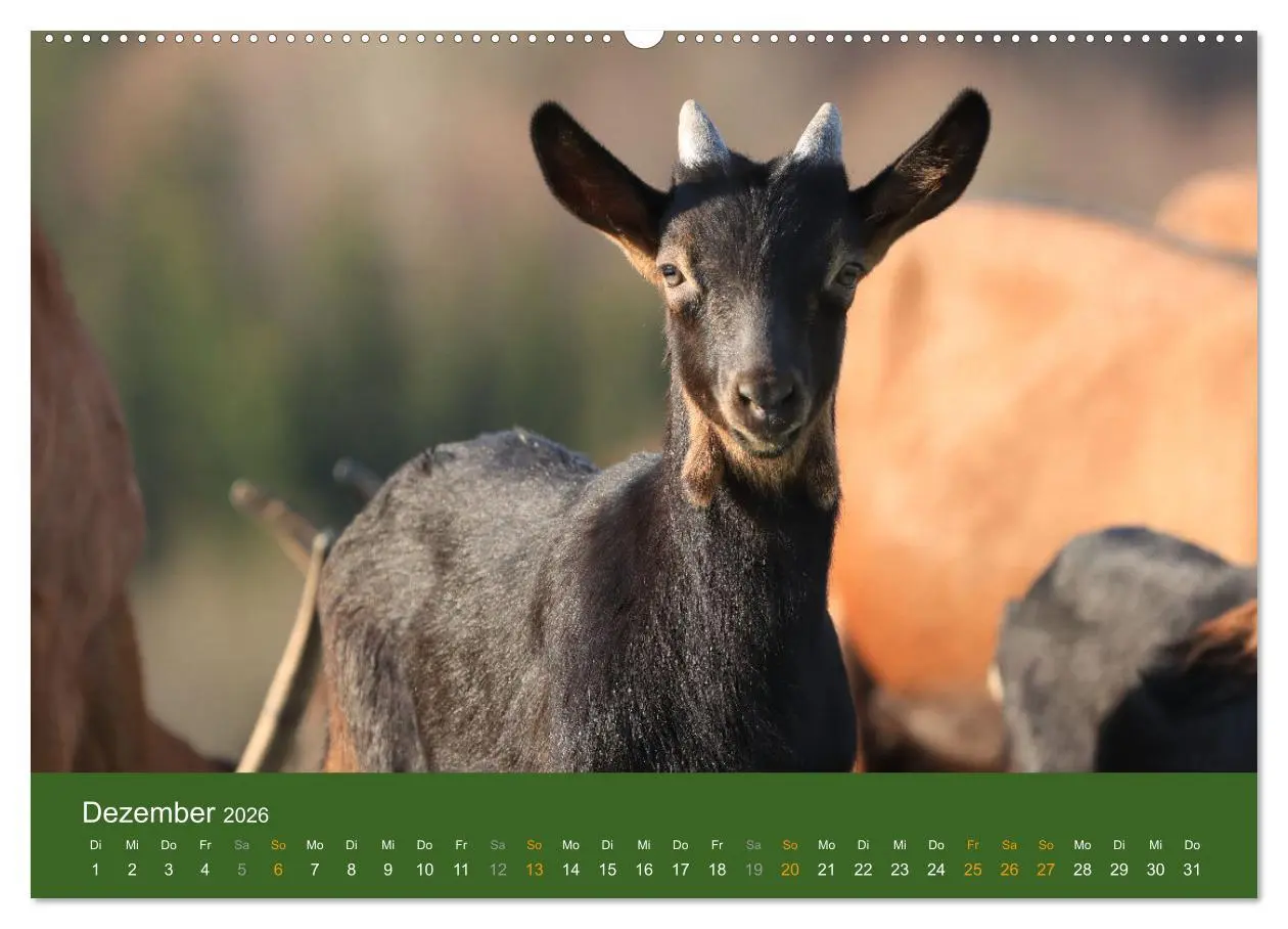 Bild: 9783457456477 | Mit Ziegen ist immer was los! (hochwertiger Premium Wandkalender...