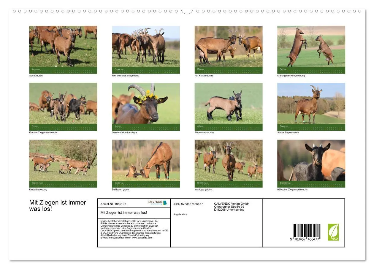Bild: 9783457456477 | Mit Ziegen ist immer was los! (hochwertiger Premium Wandkalender...