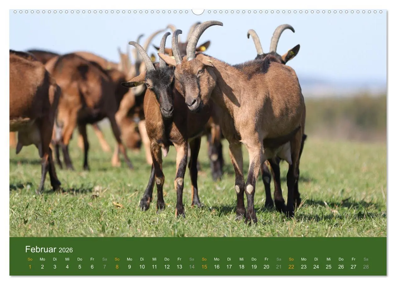 Bild: 9783457456477 | Mit Ziegen ist immer was los! (hochwertiger Premium Wandkalender...